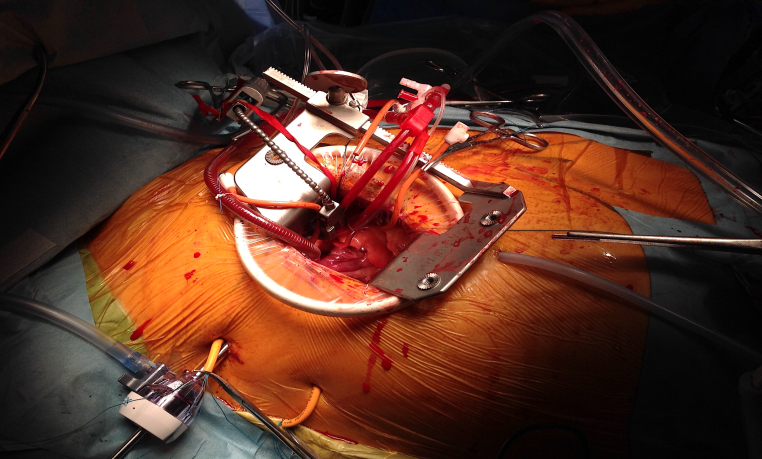 c)術野写真（写真左側が頭側）